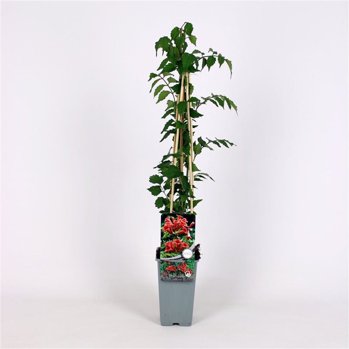 Campsis radicans - C2 70/+ CM